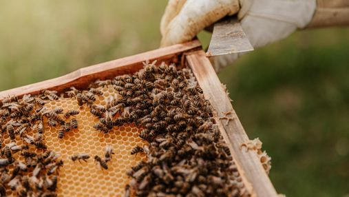 Укусы пчел, ос и шершней: что делать, как избежать и лечить