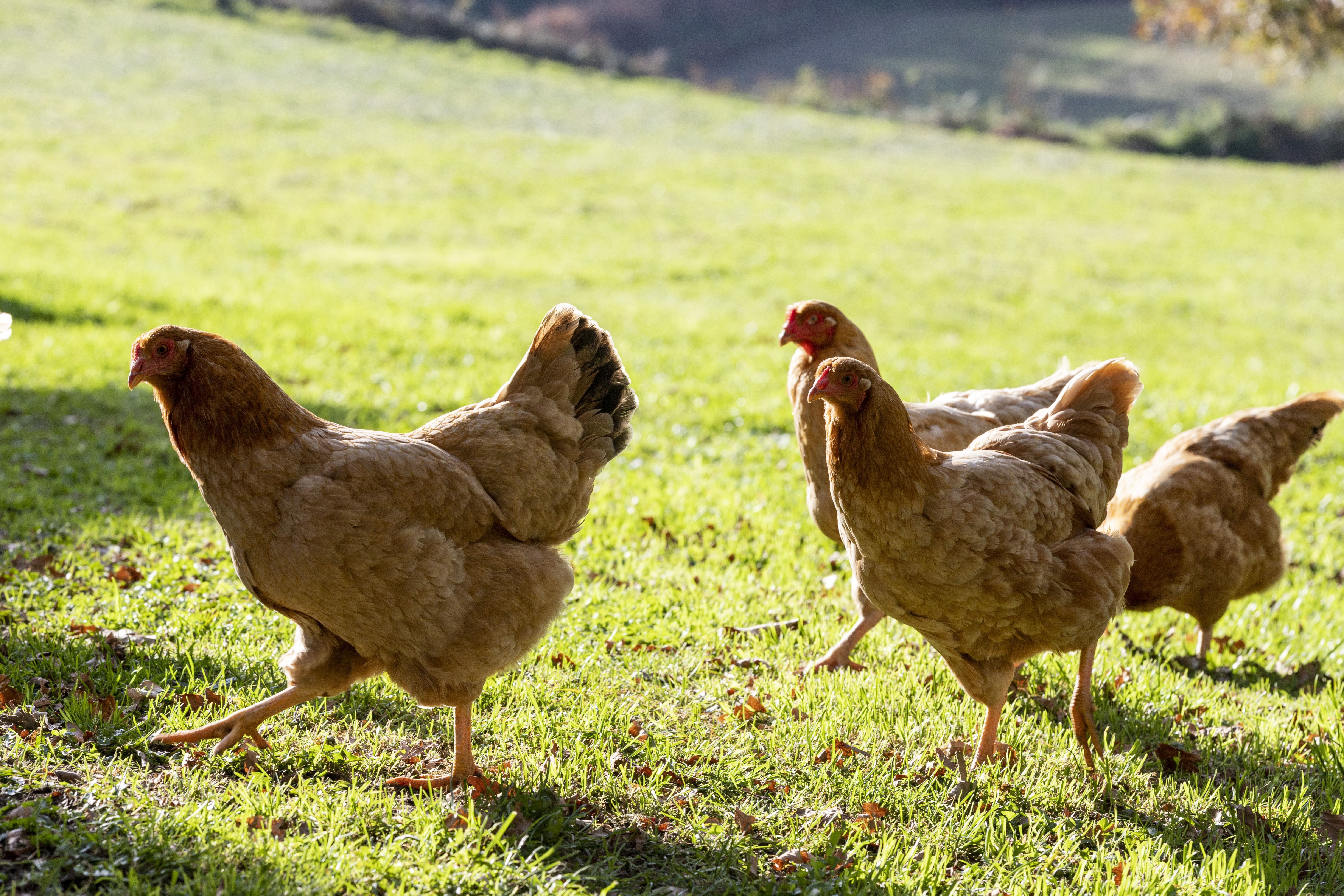 Власти Индонезии раздают живых цыплят жителям, которые хотят прививаться от COVID-19