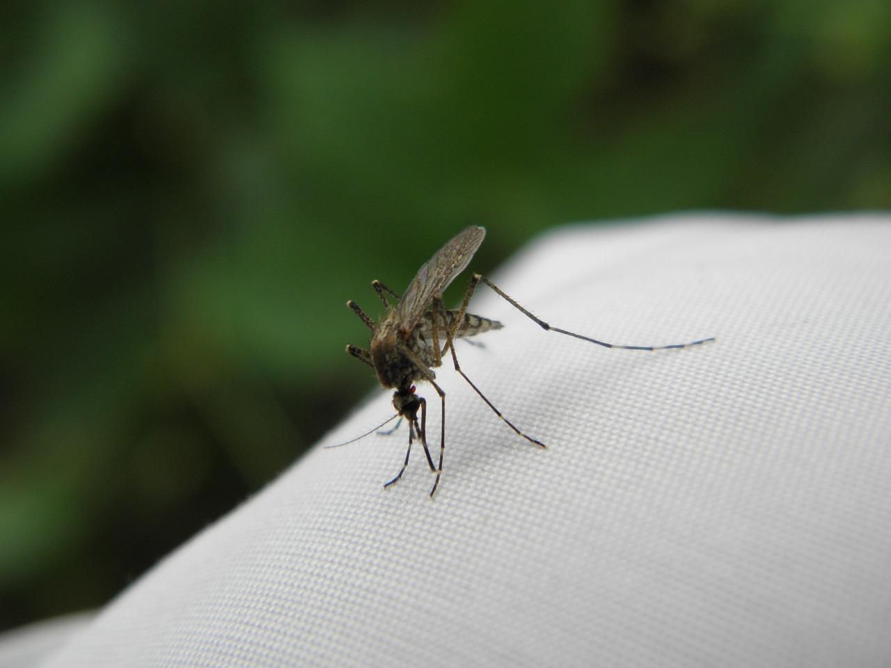 Почему комары кусают не всех людей подряд: причина