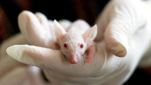 Самцы дали потомство: эксперимент на крысах, на который сообщество отреагировало с ужасом