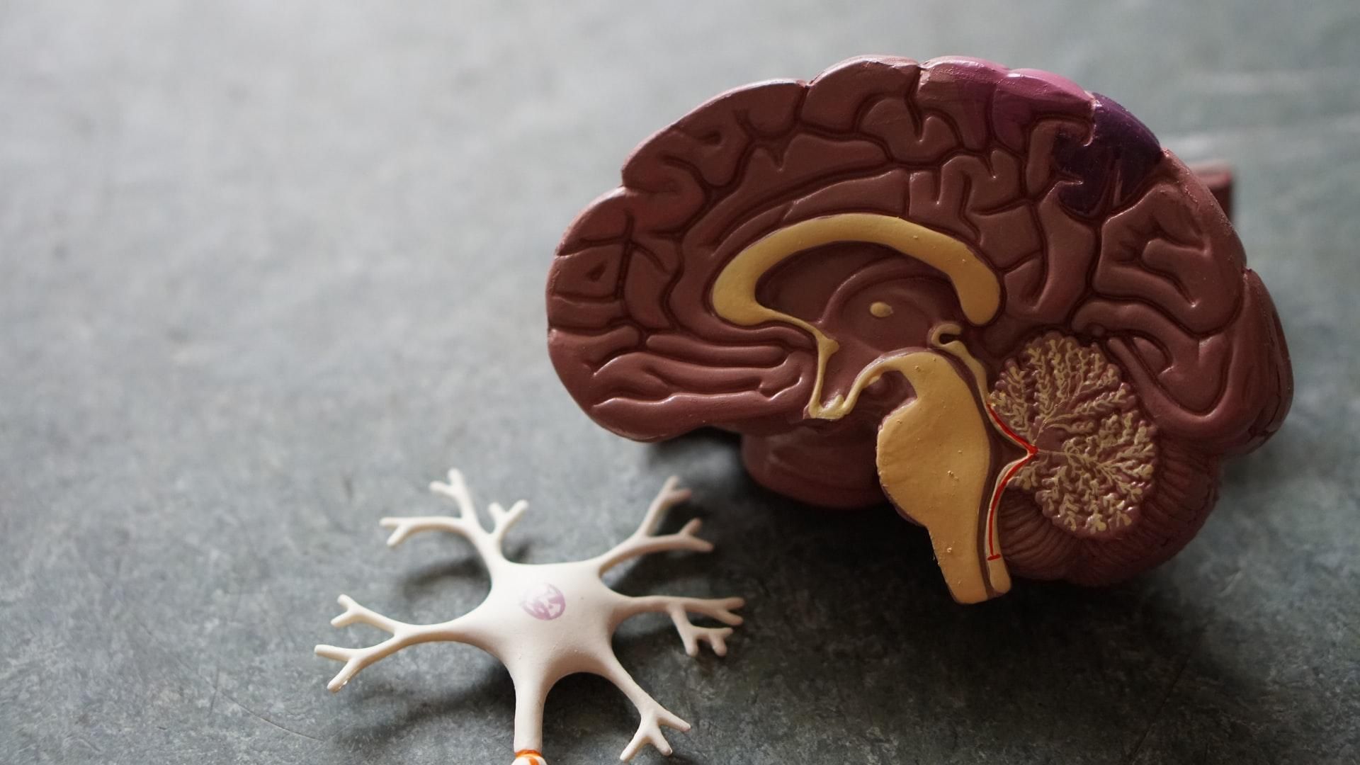 Як COVID-19 шкодить мозку: що показали результати розтину
