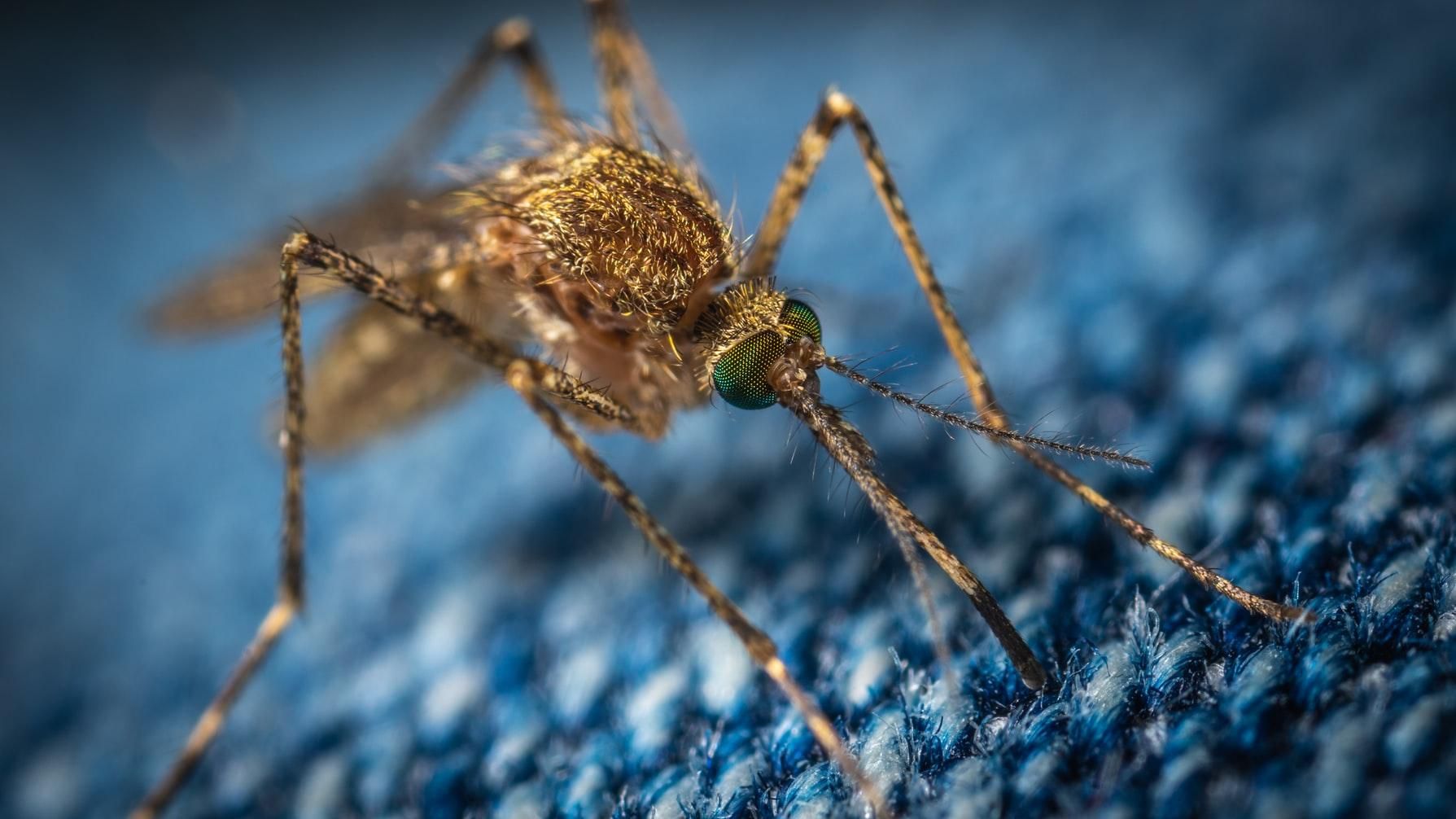 В США после укуса комара у мужчины обнаружили редкую инфекцию: какие симптомы