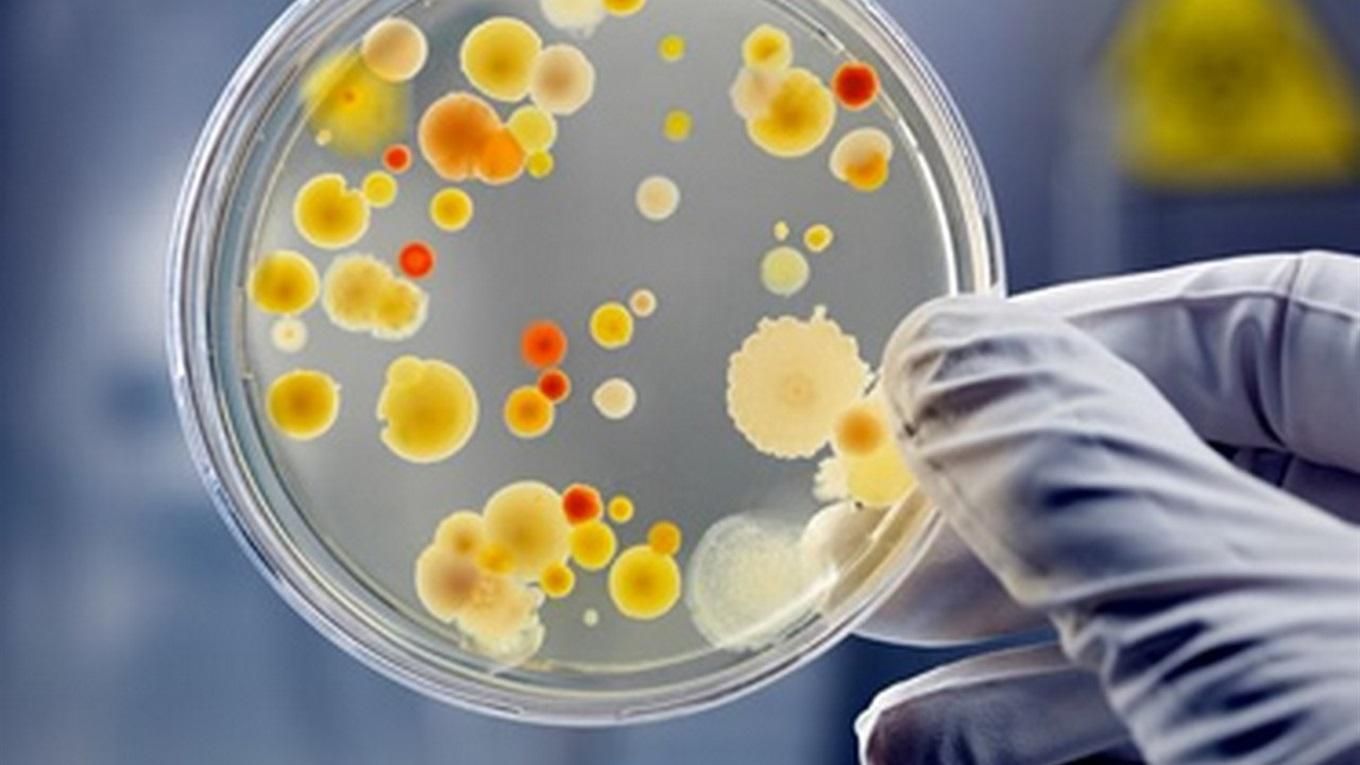 В кишечнике человека обнаружили десятки тысяч неизвестных науке вирусов