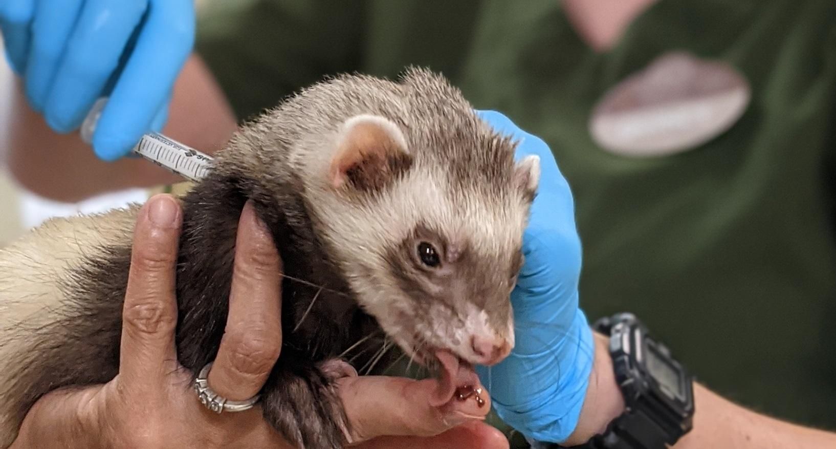 Вакцинация животных против коронавируса началась в США: фото Вакцинация животных против коронавируса началась в США: фото