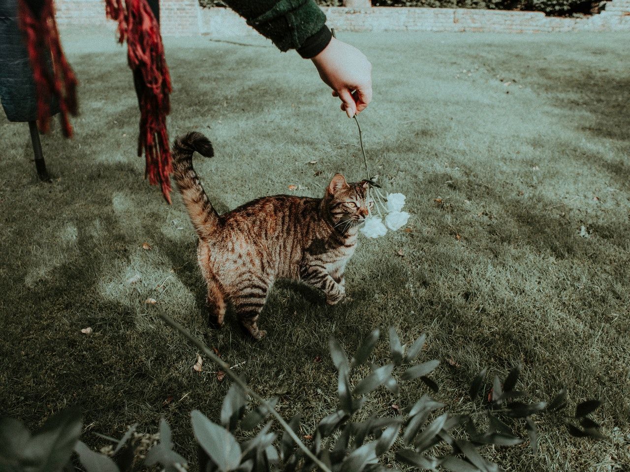 Лекарства для кошек показали высокую эффективность против COVID-19 Лекарства для кошек показали высокую эффективность против COVID-19