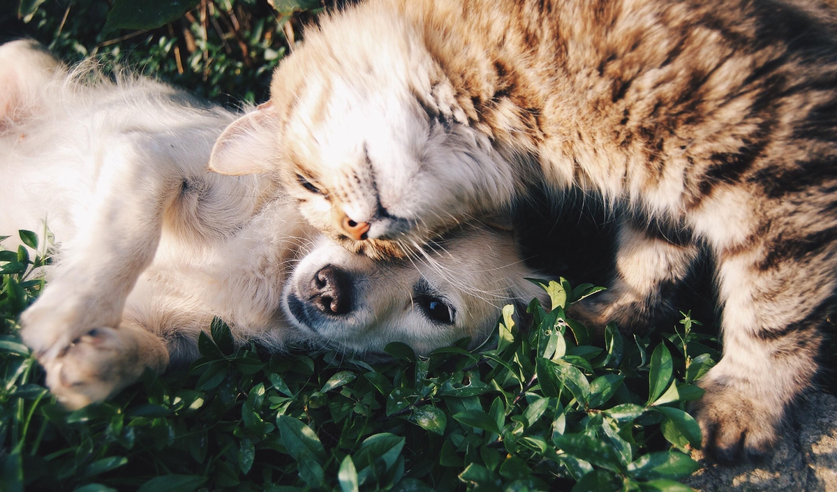 Котики болеют коронавирусом чаще чем собаки
