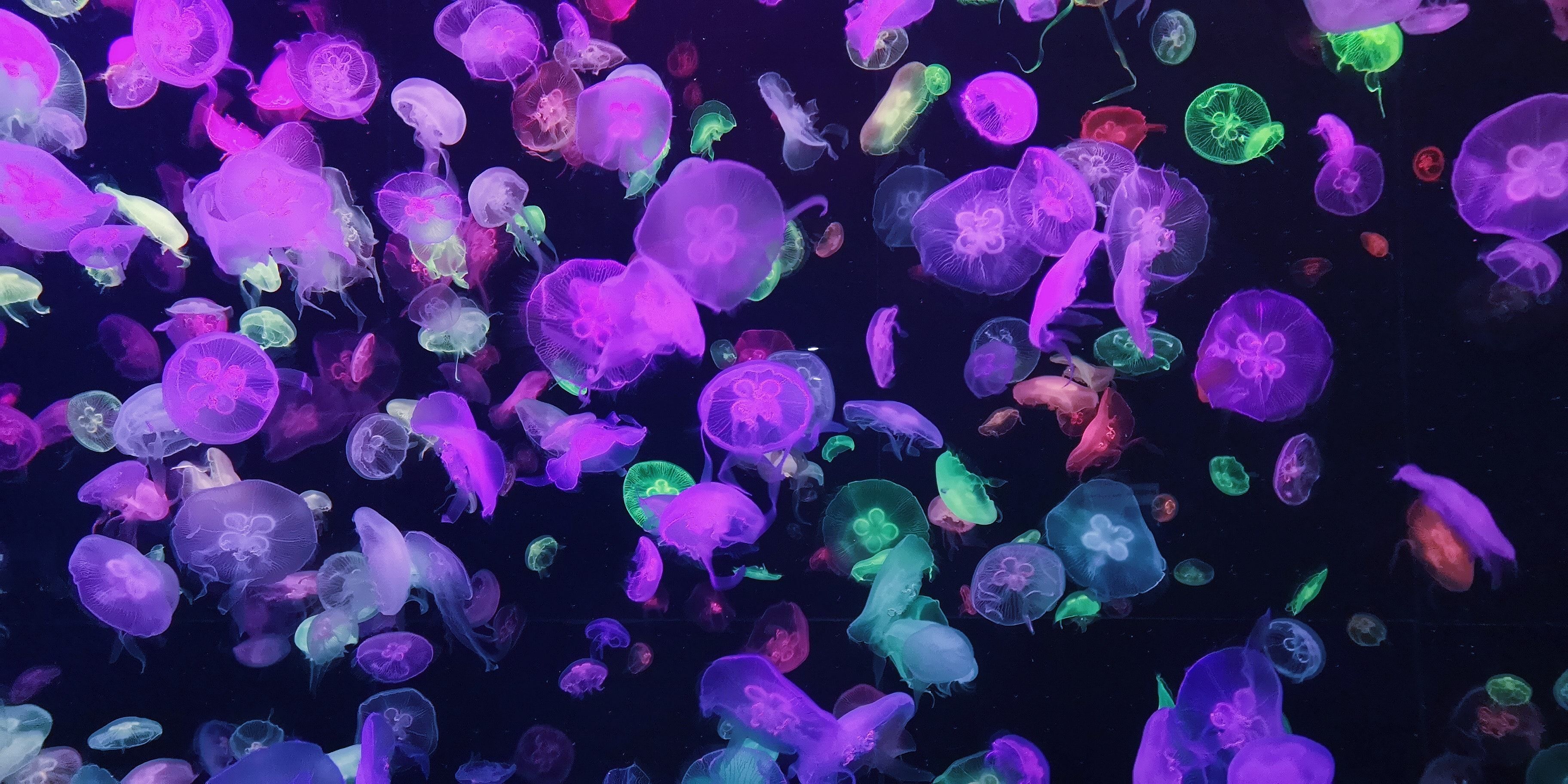 Украинские туристы жалуются на интоксикацию: при чем здесь медузы в Азовском море