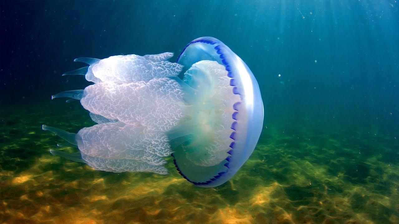 Чем опасны медузы и что делать при ожоге: объяснение Минздрава