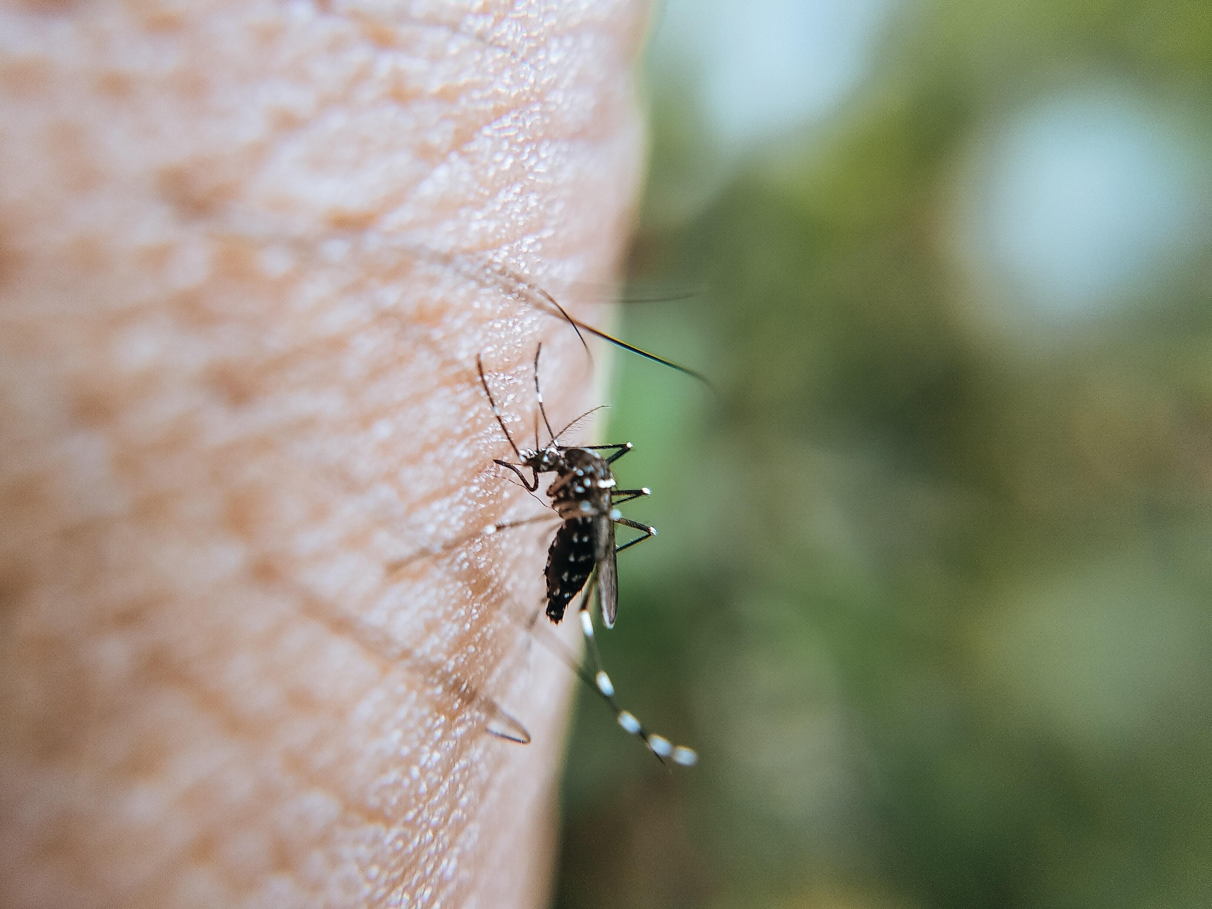 Три випадки рідкісної хвороби після укусів комарів зафіксували у Києві у 2021 році - Новини Києва - Новини Здоров’я
