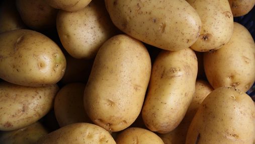Вчені створили ГМО картоплю з людським геном ожиріння: який це дало результат