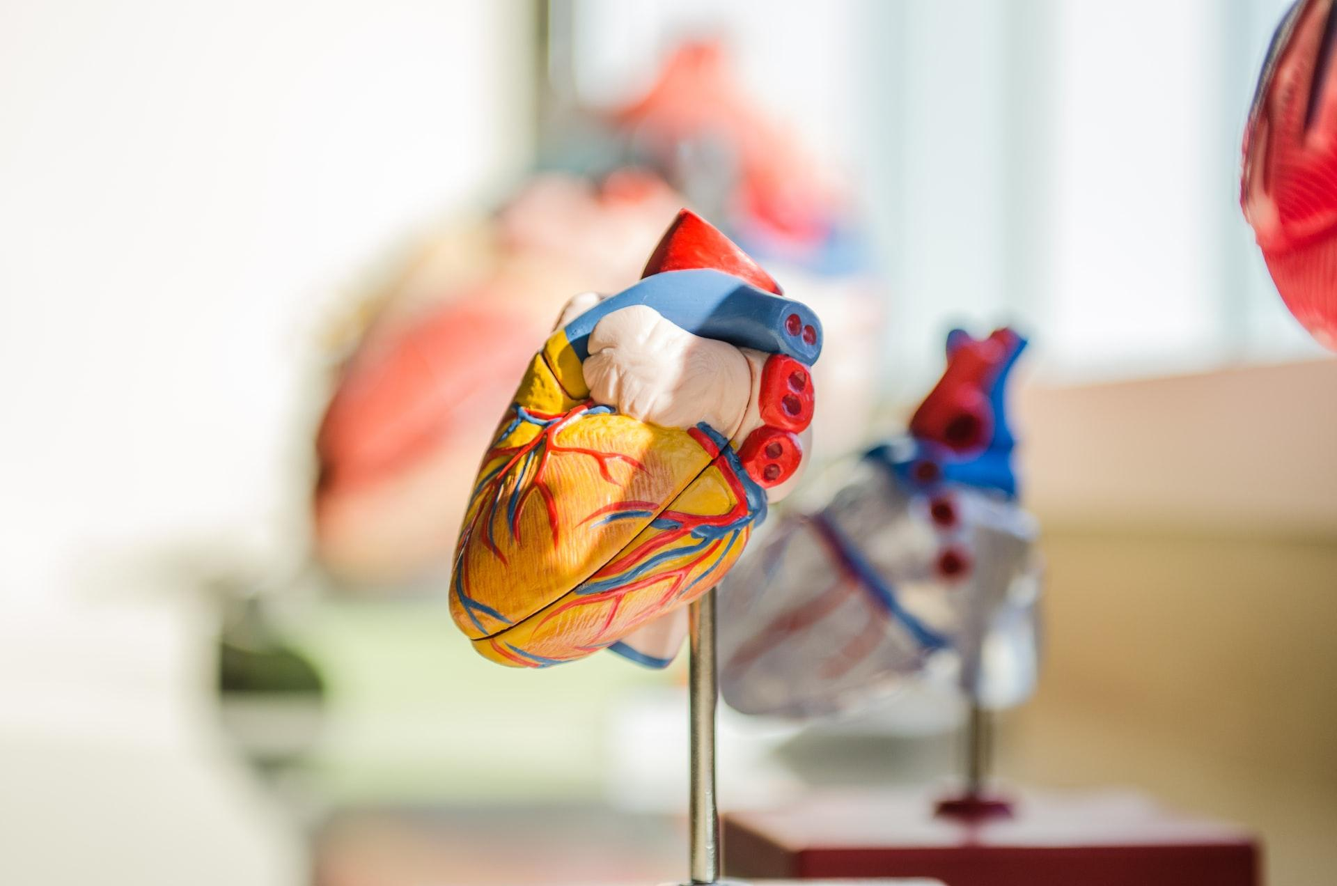 Які фактори найбільше впливають на ризик інфаркту у людей до 45 років - Новини Здоров’я