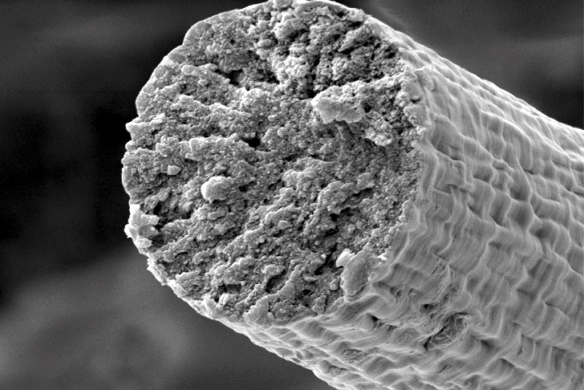 Биологи научились вырабатывать мышечные волокна с помощью бактерий