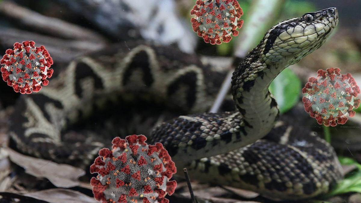 Яд бразильской гадюки может вылечить от коронавируса Яд бразильской гадюки может вылечить от коронавируса