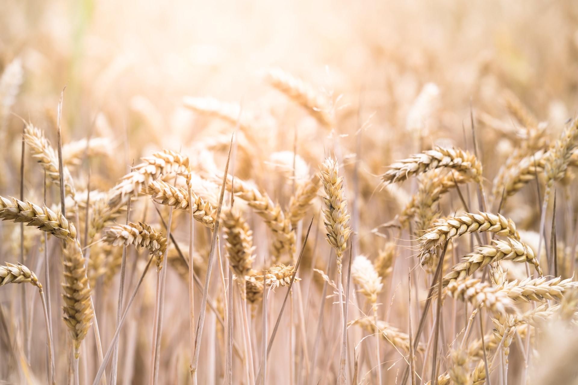 У Великій Британії почнуть вирощувати мутовану пшеницю, яка допоможе в боротьбі  раком - Новини Здоров’я