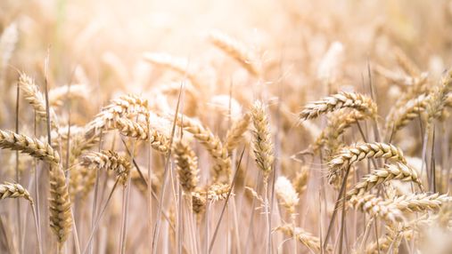 В Великобритании начнут выращивать мутировавшую пшеницу, которая поможет в борьбе раком