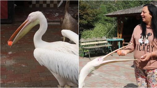 Понимает людей и жонглирует: в Виннице живет необычный пеликан Патрик
