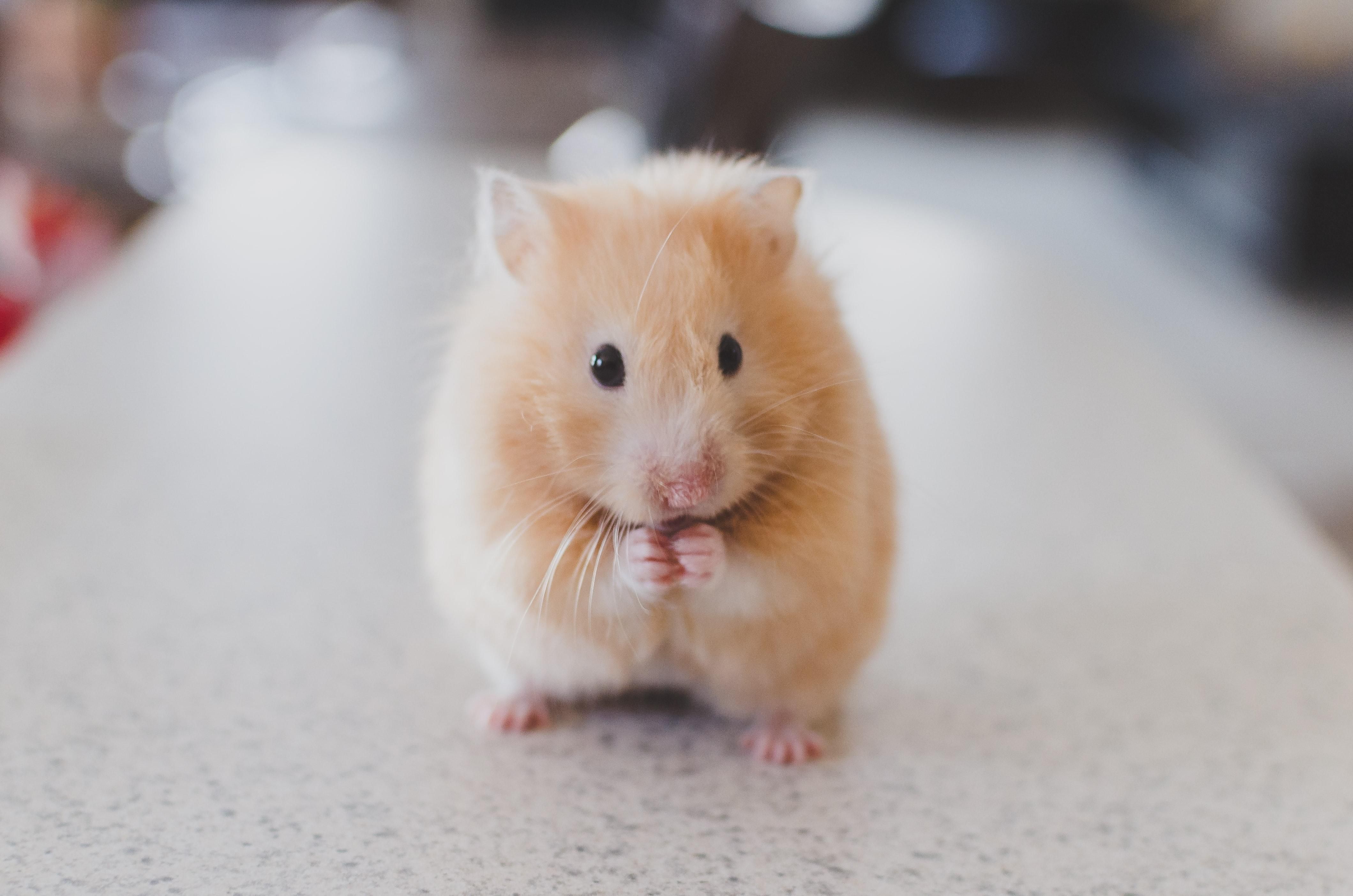 Миші сумують, коли бачать, як страждають інші миші: як це має допомогти людям - Новини Здоров’я