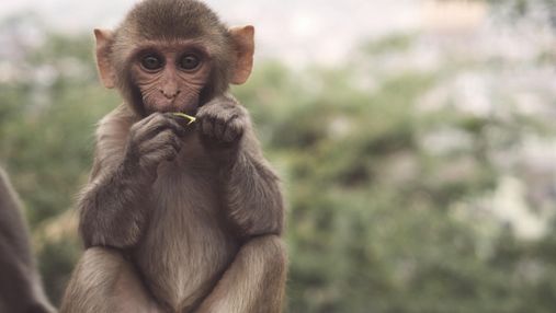 Імунітет проти ВІЛ та Еболи: у мавп знайшли ген, який зупиняє віруси