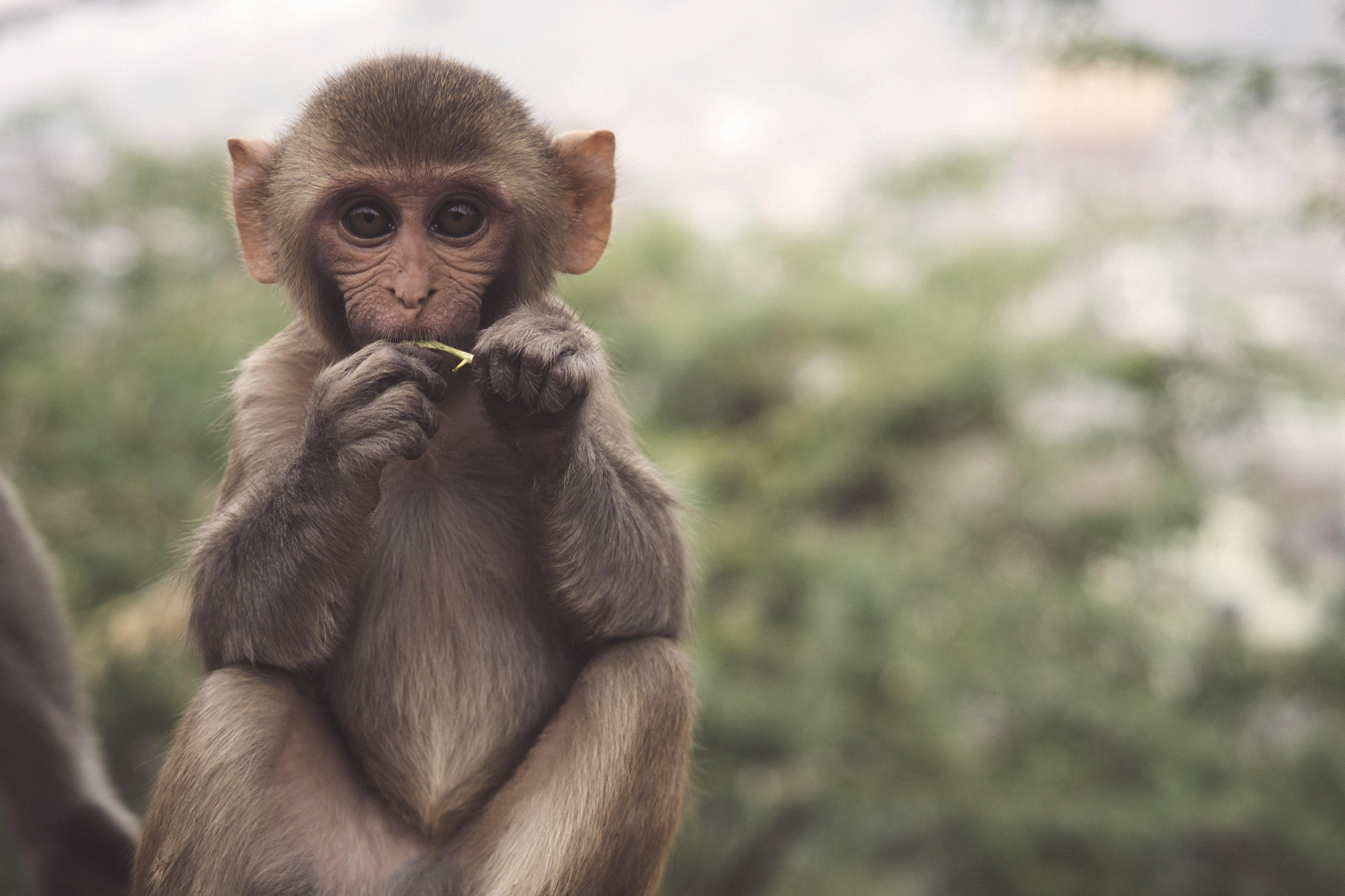 Імунітет проти ВІЛ та Еболи: у мавп знайшли ген, який зупиняє віруси - Здоровʼя 24