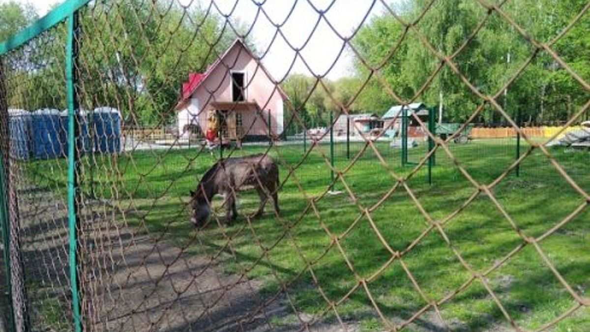 У тернопільському зоокутку в поні виявили сибірку, деякі тварини втекли в місто - Новини Тернопіль - Новини Здоров’я