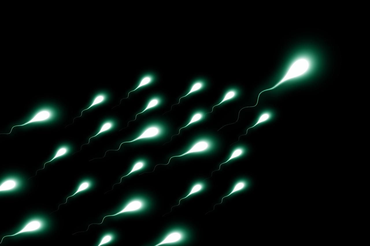 Впервые создали сперматозоиды из стволовых клеток