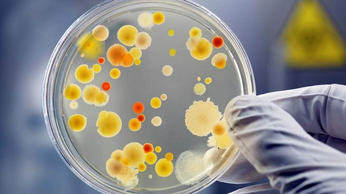 Чому супербактерії стійкі до антибіотиків та як зламати їхній захист - Новини Здоров’я