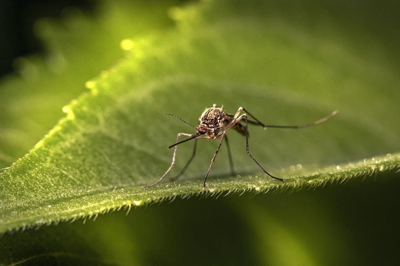 В Індії спалахнув вірус Зіка: хвороба передається комарами - Новини Здоров’я