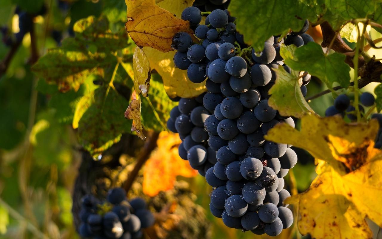 Виноград снижает уровень холестерина в крови: исследование