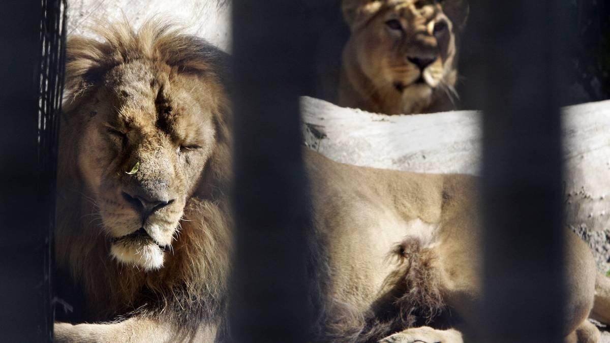 Тварини в карантині: у зоопарку в Нідерландах коронавірусом заразилися горили та леви - Новини Здоров’я
