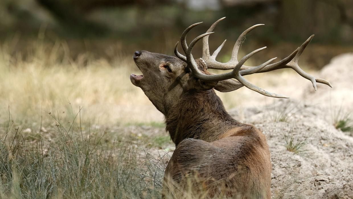 Коронавірус виявили у диких тварин Канади - Новини Здоров’я Коронавірус виявили у диких тварин Канади - Новини Здоров’я
