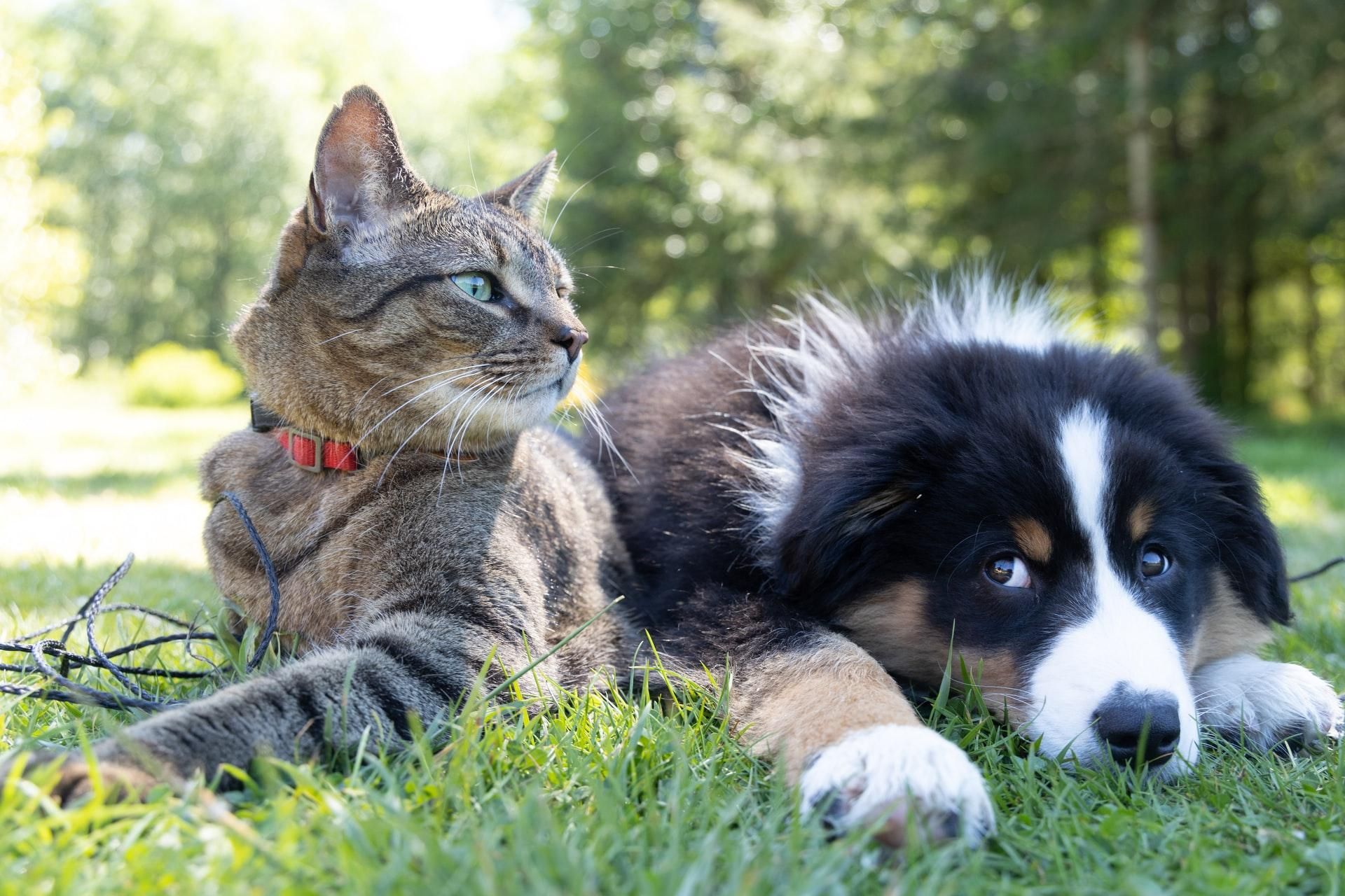 Можно ли вылечить аллергию на домашних животных: советы аллерголога