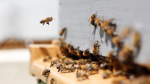 Чи можна вилікувати якісь хвороби за допомогою бджіл