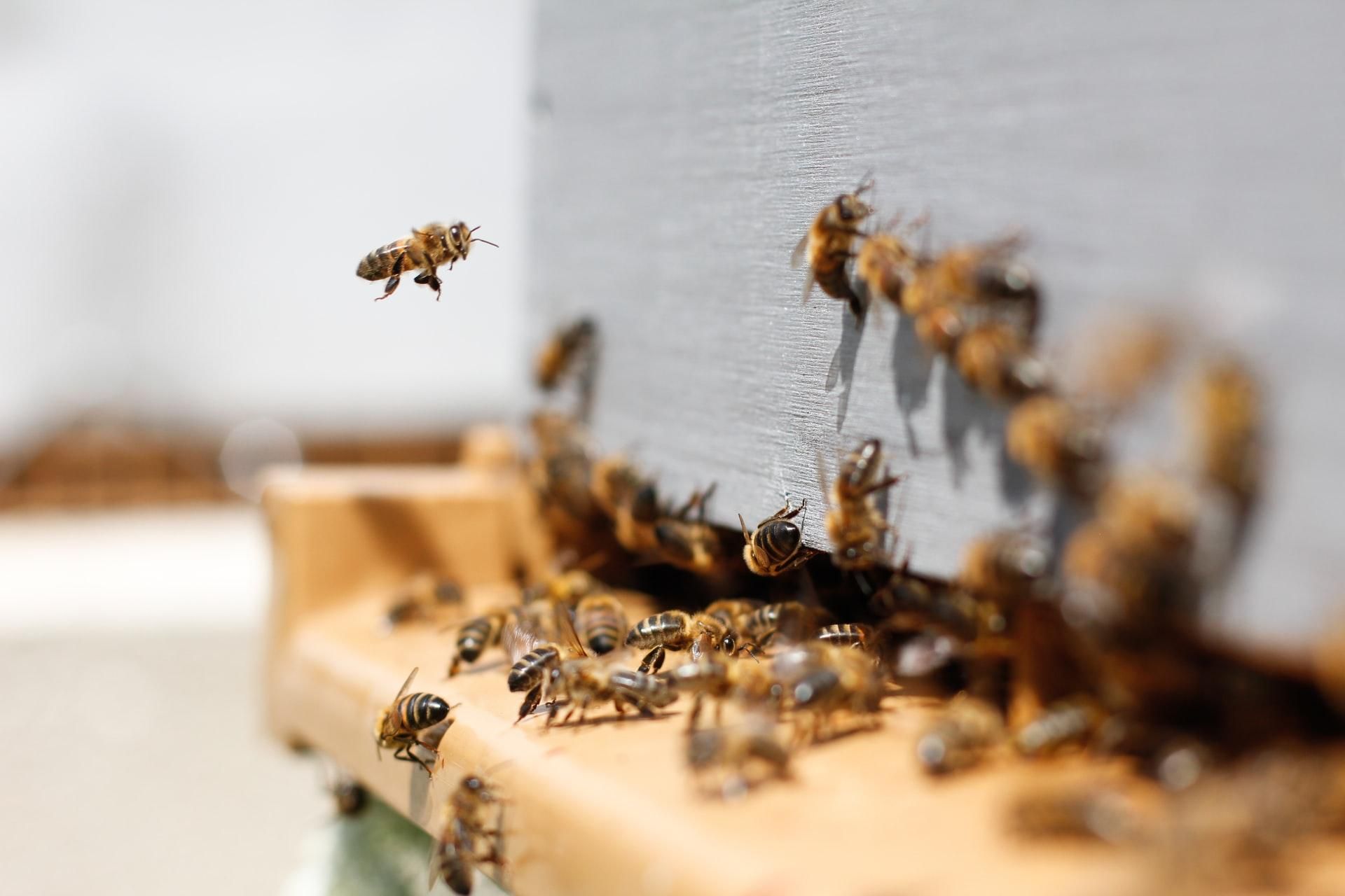 Можно ли вылечить какие-то болезни с помощью пчел