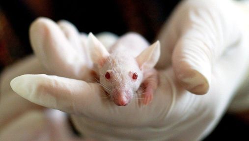 Нова технологія вилікувала рак печінки у мишей за 15 днів