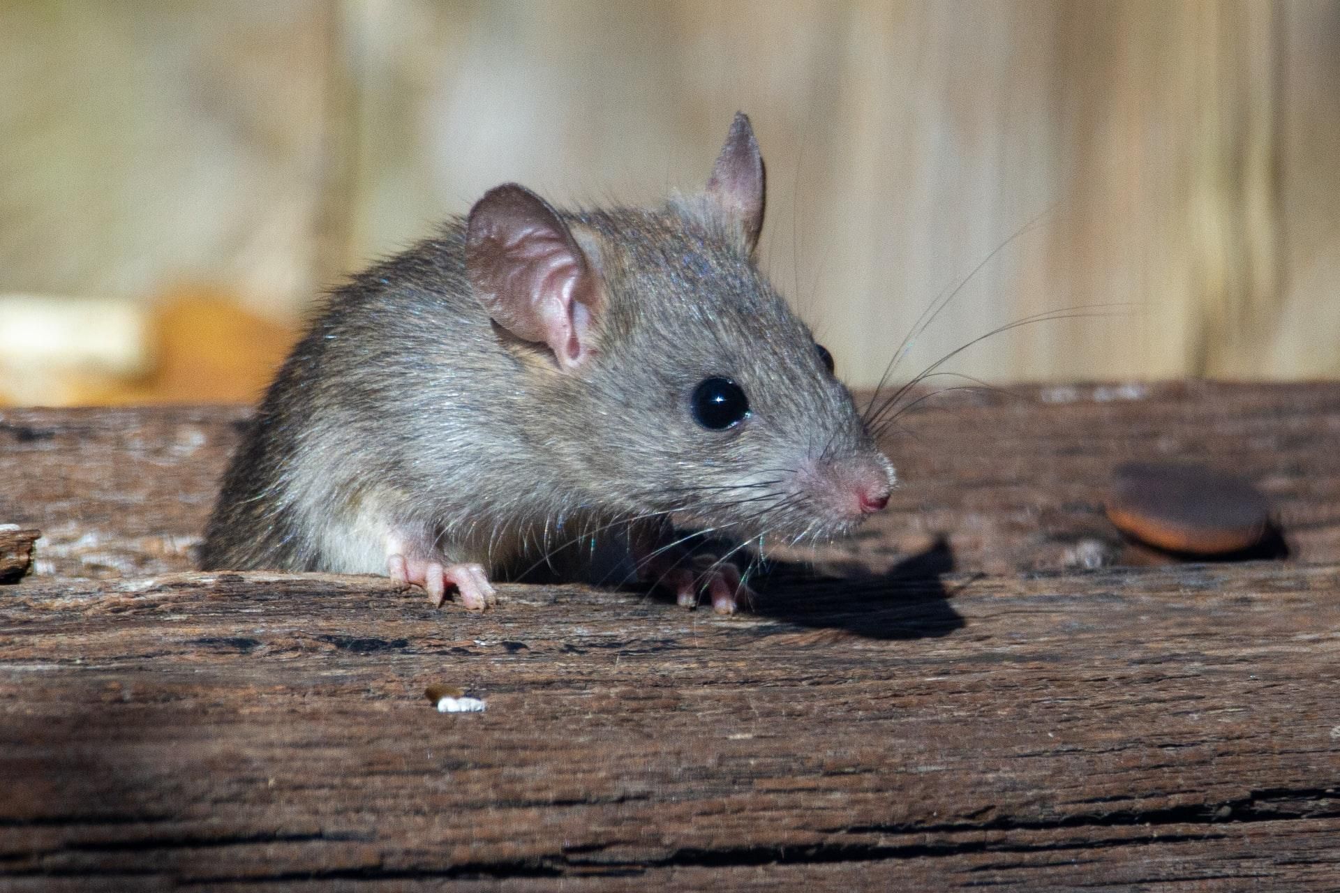 Знайшли нові деталі походження штаму Омікрон: у всьому винні миші - Новини Здоров’я