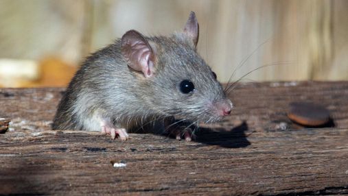 Знайшли нові деталі походження штаму Омікрон: у всьому винні миші 