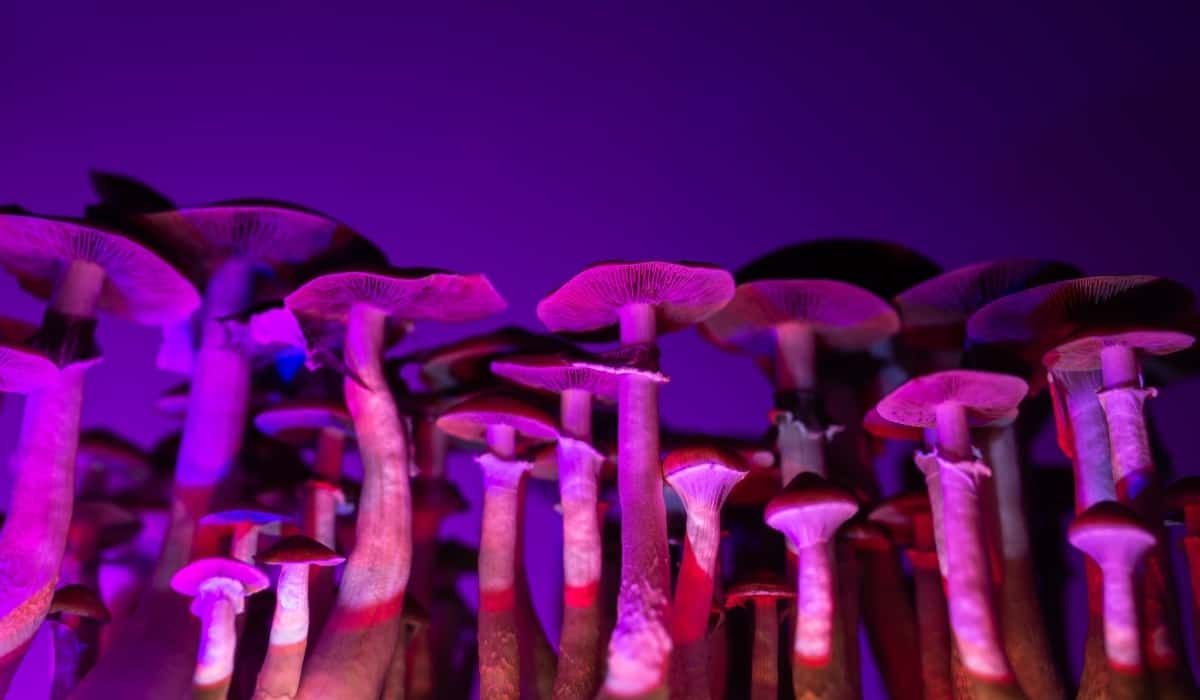 Галлюциногенные грибы оказались неэффективными в борьбе с некоторыми состояниями