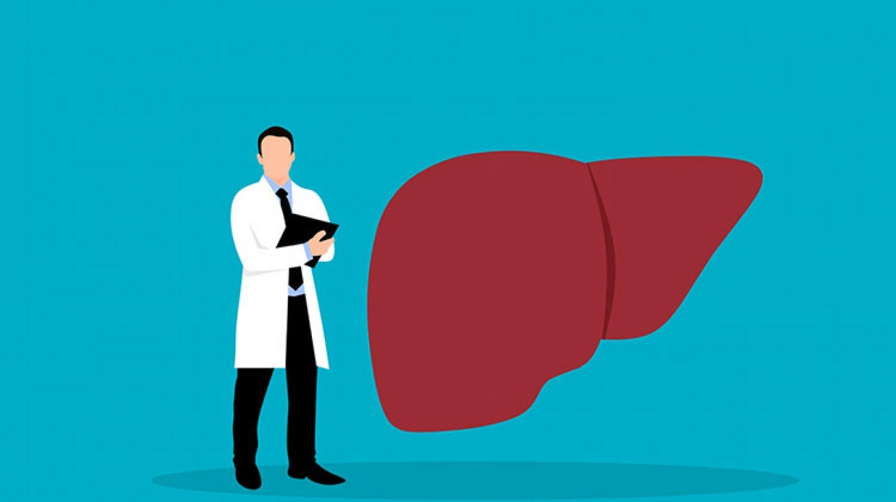Печінка чоловіків змінює стать під час хвороби: для чого і як це працює - Новини Здоров’я