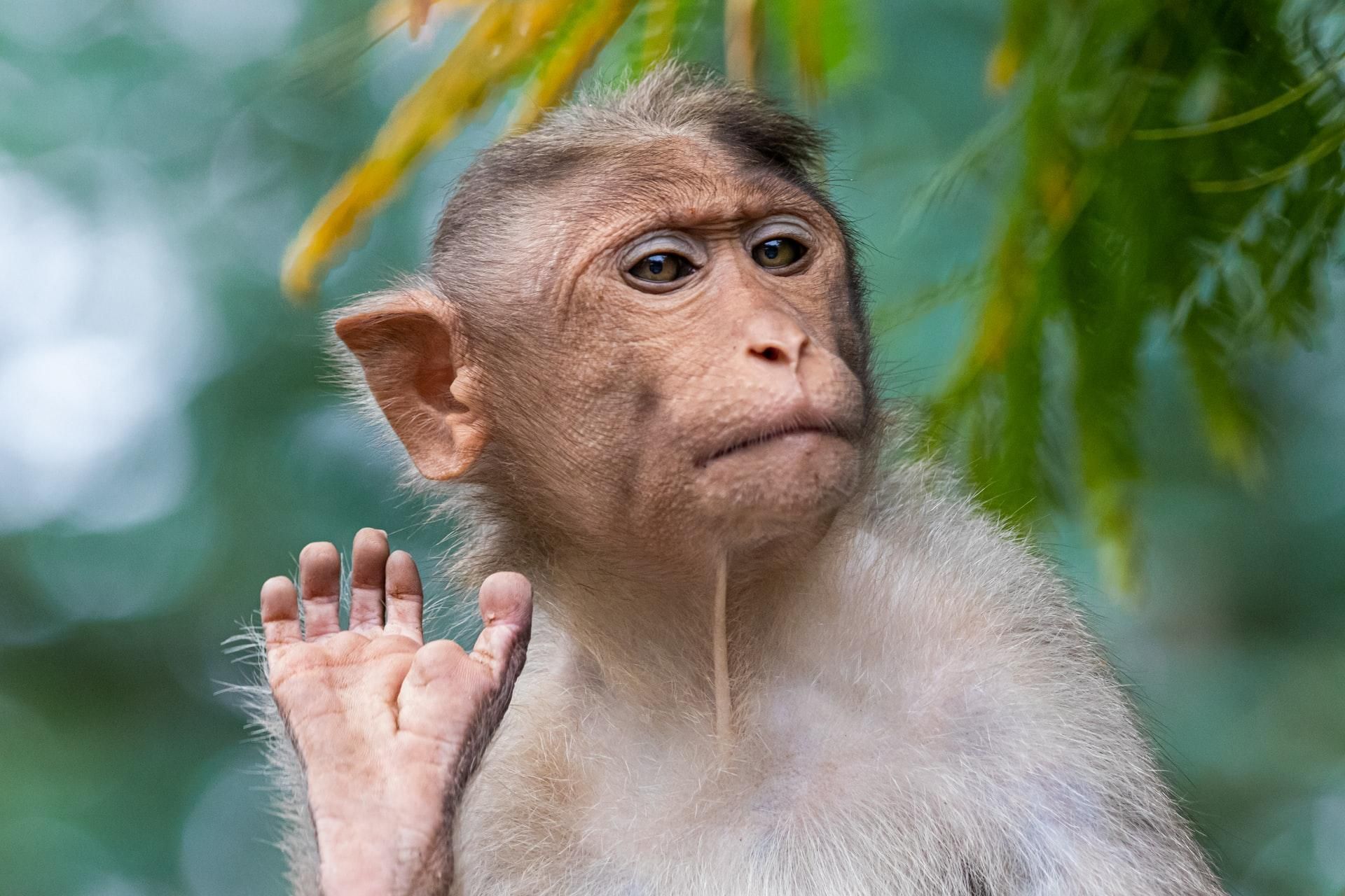У Польщі офіційно підтвердили перший випадок мавпячої віспи