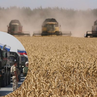 Чтобы не отобрали россияне: фермеры в Херсонской области пытаются оплатить аренду земли зерном