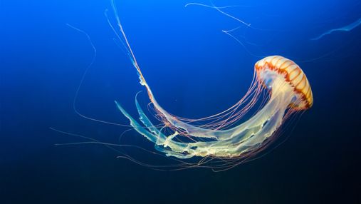 Раскрыли секрет бессмертия уникального вида медуз