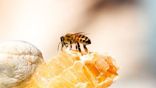 Вода з медом натщесерце: наскільки це корисно