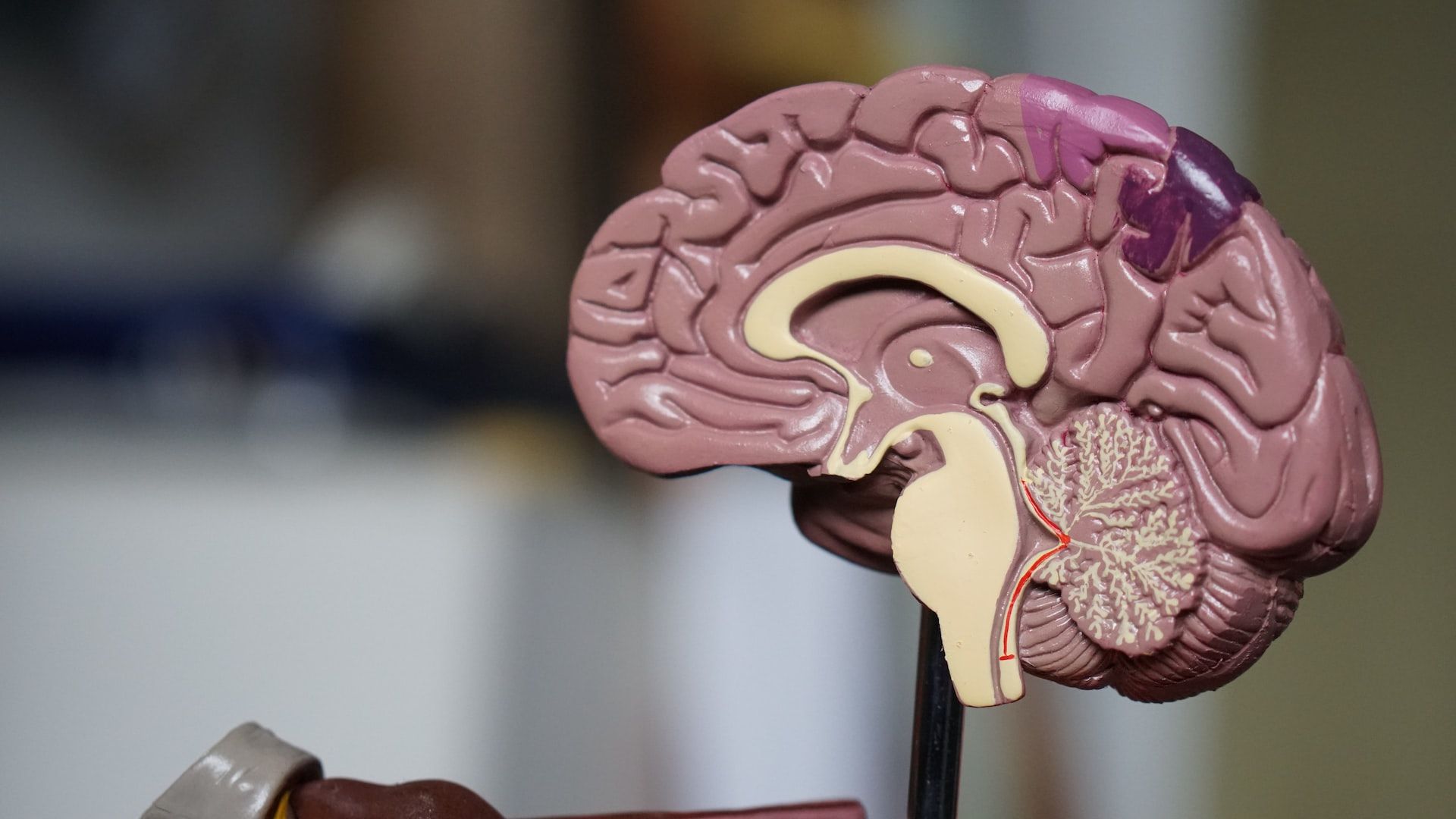 Захворювання ясен призводять до пошкодження мозку: важливе дослідження - Здоровʼя 24
