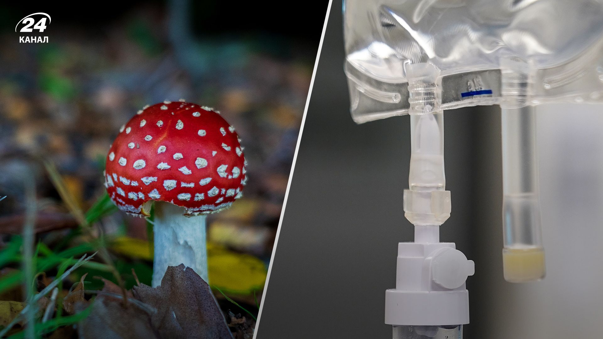 Мужчина отравился мухоморами в Ровенской области - детали Мужчина отравился мухоморами в Ровенской области - детали