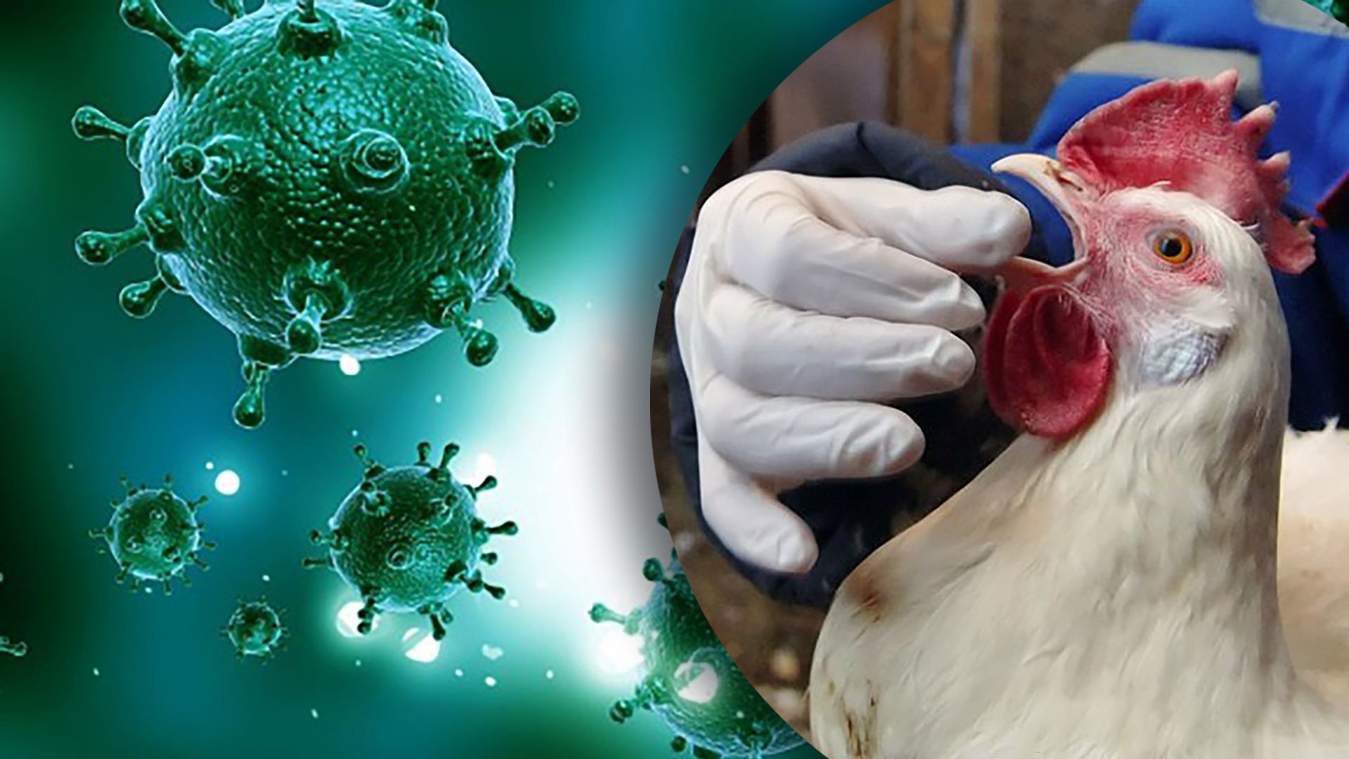 В Болгарии вспышка птичьего гриппа – что известно