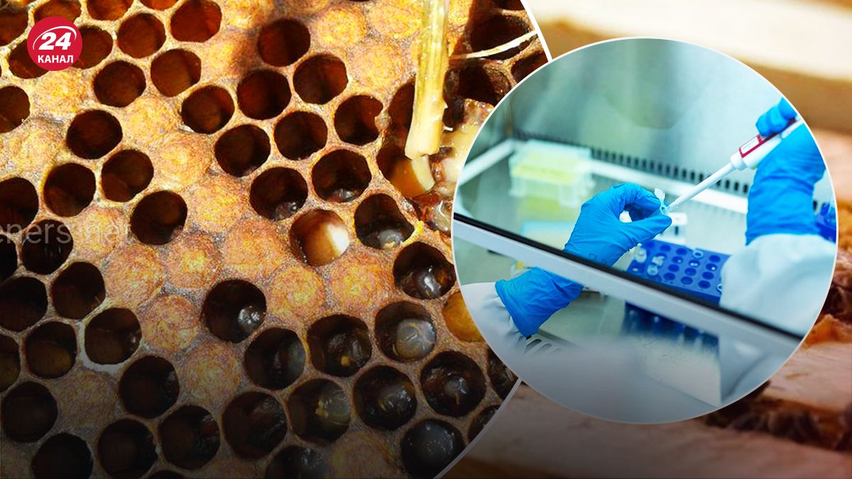Первая в мире вакцина для пчел - Здоровье 24