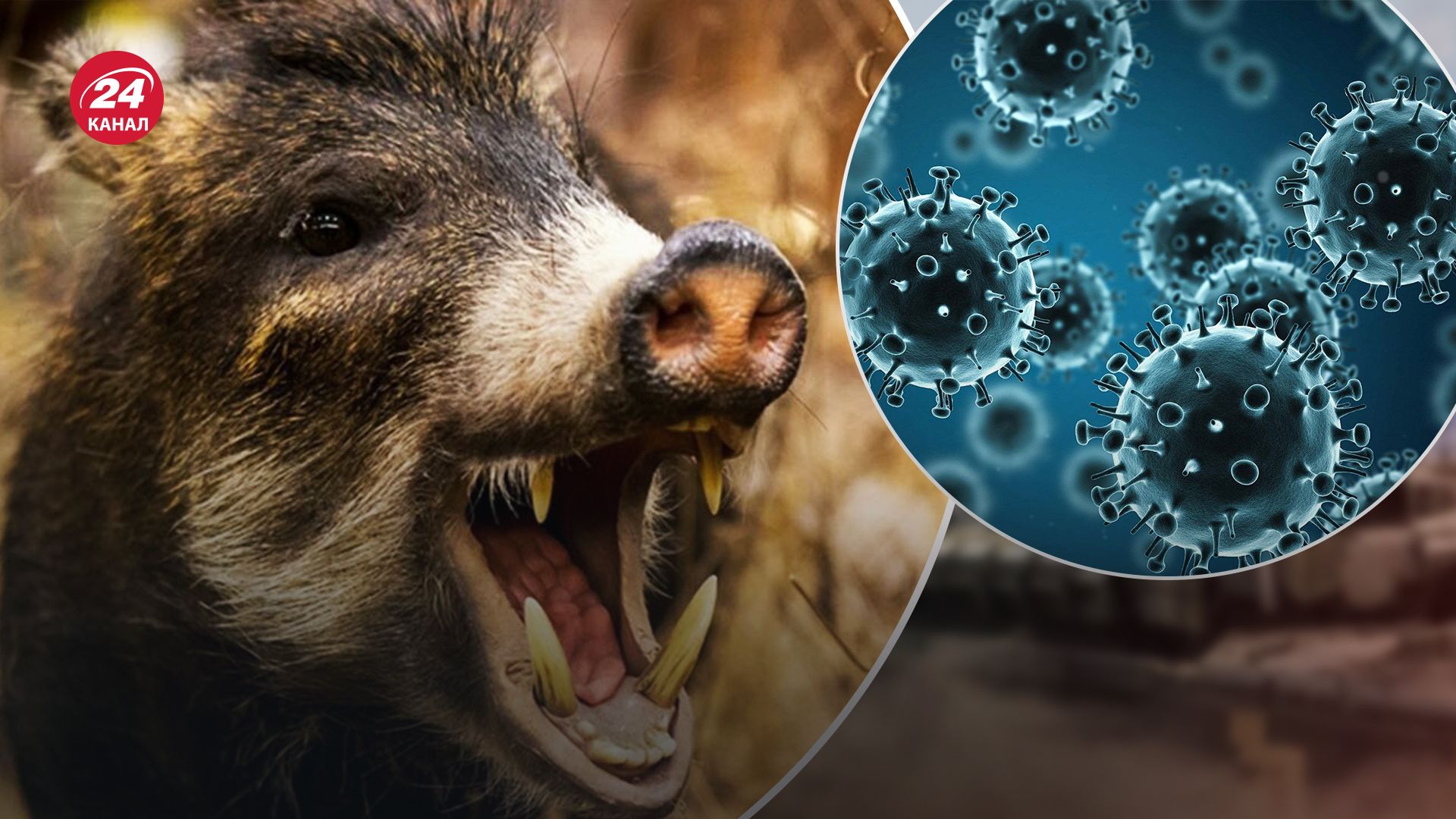 На Волыни обнаружили инфицированную чумой свинью