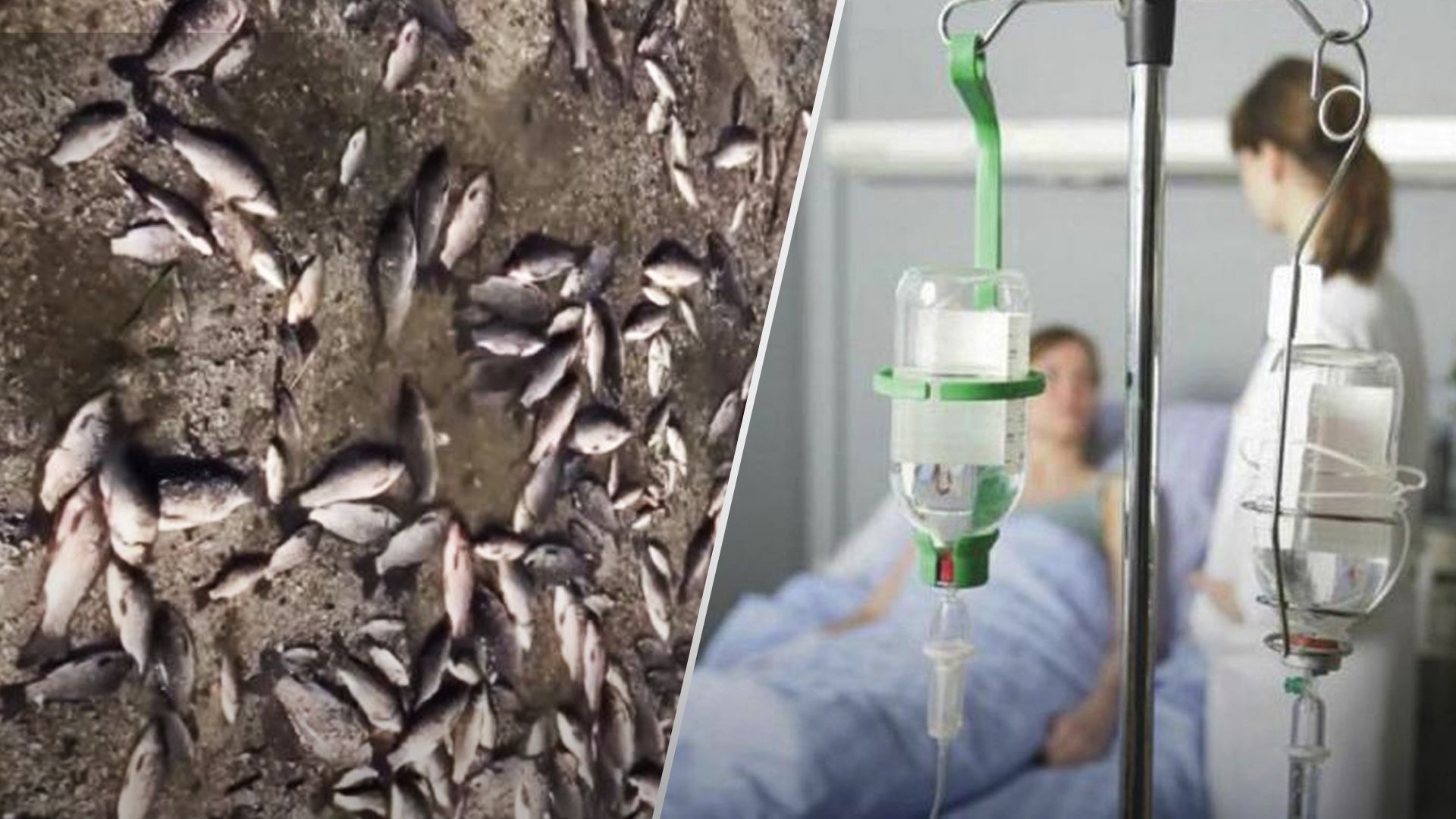 Через мор риби на дніпропетровщині може статись сплеск ботулізму Через мор риби на дніпропетровщині може статись сплеск ботулізму