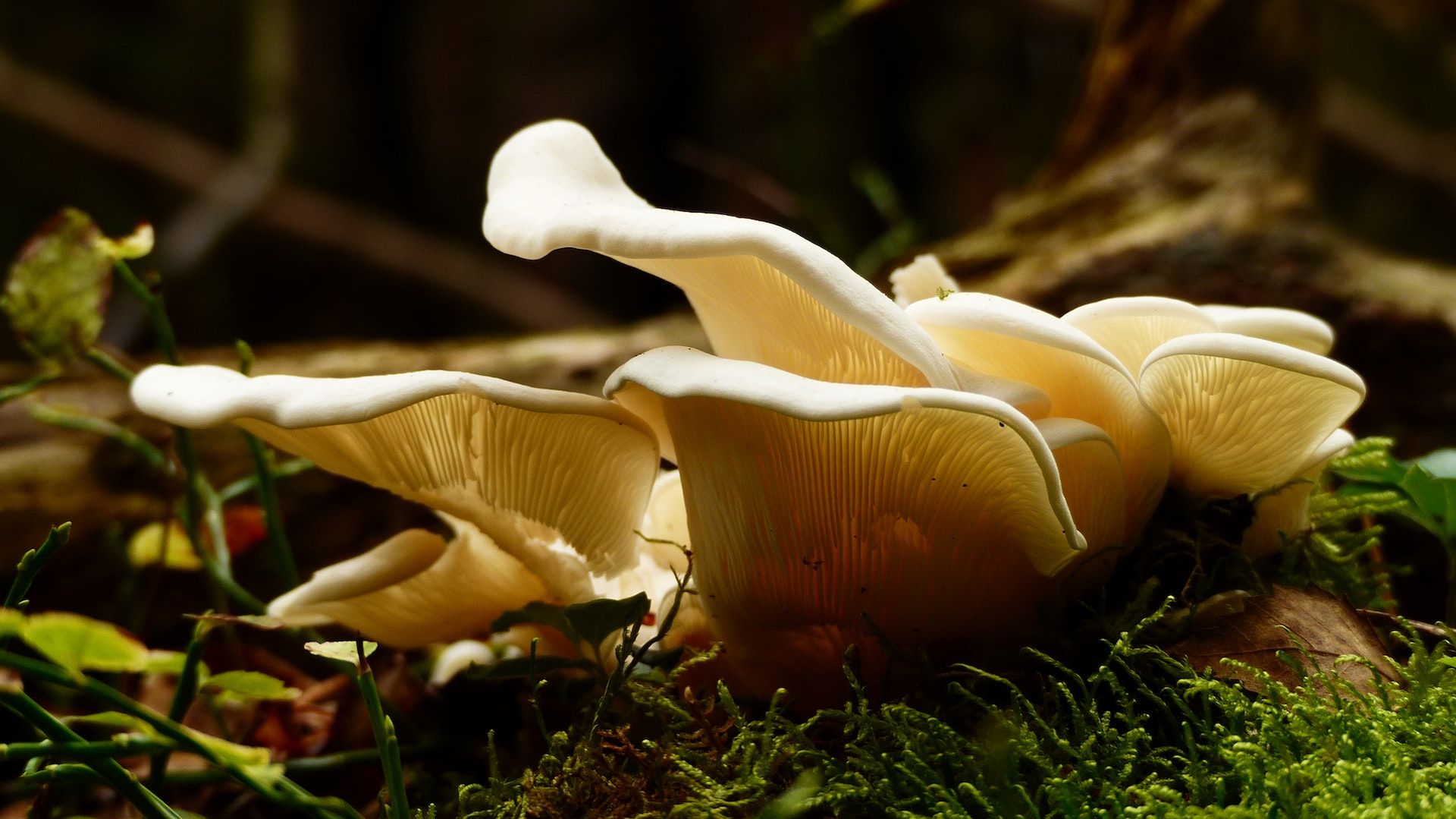 Деревні гриби