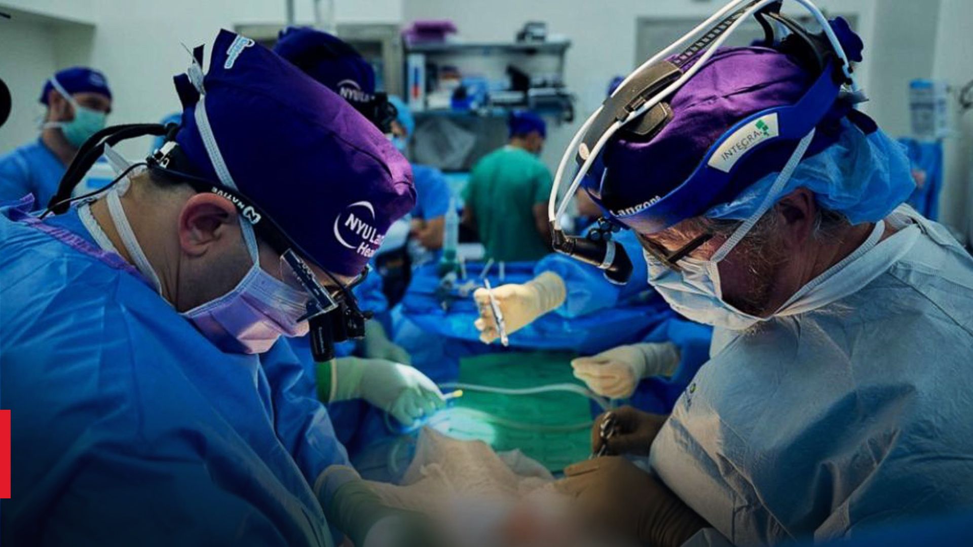 Хірурги пересадили нирку свині людині 